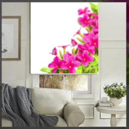 Showcase Villa